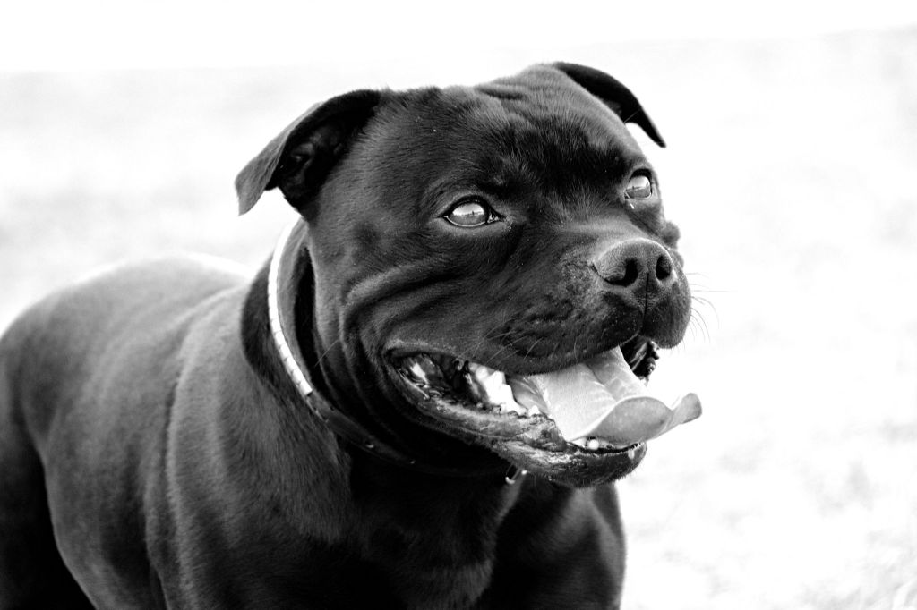 Mc performance Olam fodhla