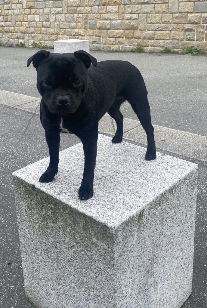 Madigarez Tamm ha tamm